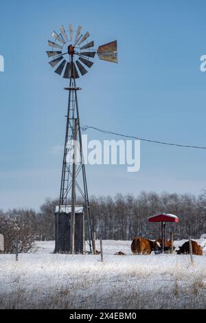 Alte Windmühle auf einer ländlichen Farm mit Rindern und Blick auf ein schneebedecktes Feld im Rocky View County Alberta Kanada. Stockfoto