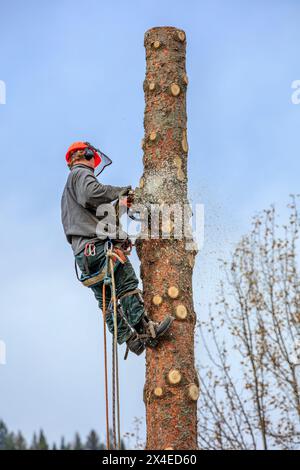 Ein Baumstamm mit Sicherheitsseil und Kletterspornen schneidet mit einer Kettensäge einen immergrünen Baum sicher in Blöcken. Stockfoto