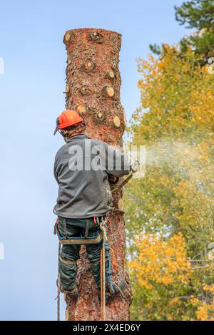 Ein Baumstamm mit Sicherheitsseil und Kletterspornen schneidet mit einer Kettensäge einen immergrünen Baum sicher in Blöcken. Stockfoto