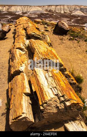 USA, Arizona, Petrified Forest National Park. Versteinerter Baum. Stockfoto