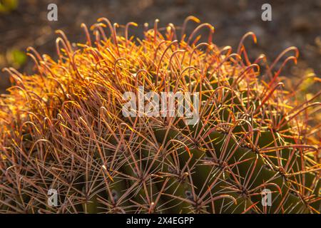 USA, Arizona, Tucson Mountain Park. Nahaufnahme von Hakenstacheln am Fasskaktus. Stockfoto