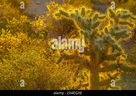 USA, Arizona, Sabino Canyon. Sonora-Wüste mit hinterleuchtetem cholla-Kaktus. Stockfoto