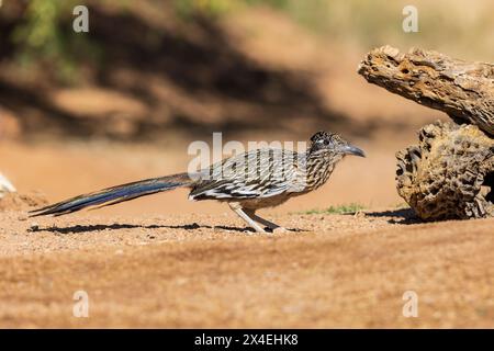 Greater Roadrunner in der Wüste, Pima County, Arizona. Stockfoto