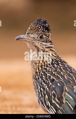 Greater Roadrunner in der Wüste, Pima County, Arizona. Stockfoto