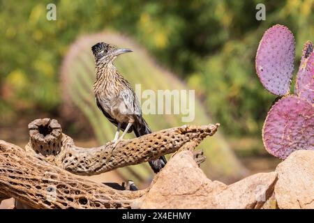 Greater Roadrunner in der Wüste, Pima County, Arizona. Stockfoto