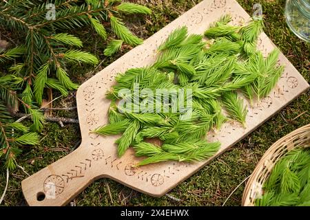 Junge Fichtenspitzen, die im Frühjahr auf einem Holzschneidebrett geerntet werden - Zutat zur Zubereitung von Kräutersirup Stockfoto
