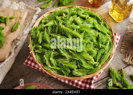 Jungfichtenspitzen, die im Frühjahr in einem Korb geerntet werden - Zutat zur Herstellung von Kräutersirup Stockfoto