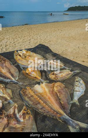 Ein Haufen gesalzener Fische, bekannt als Stockfisch, trocknet in der Sonne an einem Sandstrand in Indonesien. Stockfoto