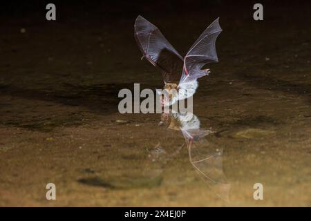 Big Brown bat Skimming Teich für einen Drink, Pima County, Arizona. Stockfoto