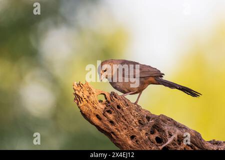 Canyon Towhee, Pima County, Arizona. Stockfoto