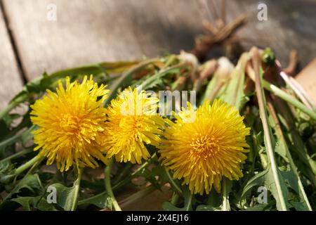 Ganze Löwenzahnpflanzen mit Blüten und Wurzeln auf einem Holztisch draußen im Sonnenlicht Stockfoto