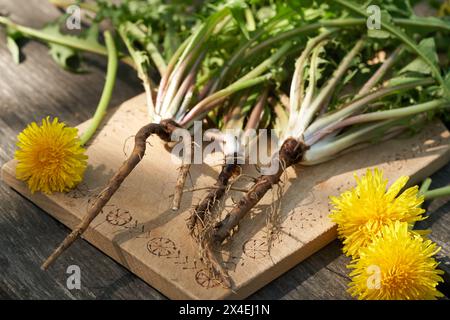 Ganze Löwenzahnpflanzen mit Wurzeln und Blumen auf einem Tisch draußen Stockfoto