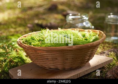 Ein Korb voller junger Fichtenspitzen, die im Frühjahr im Wald geerntet werden - Zutat für Kräutersirup Stockfoto