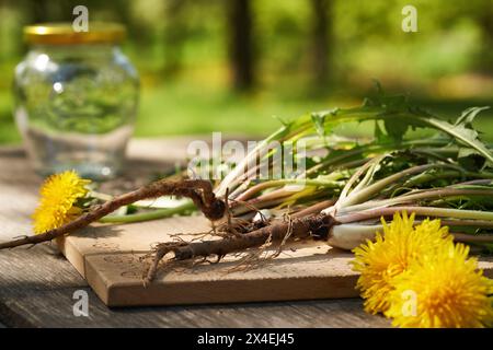 Frische ganze Löwenzahnpflanzen mit Wurzeln und Blüten im Freien in der Natur. Wilde essbare Pflanze. Stockfoto