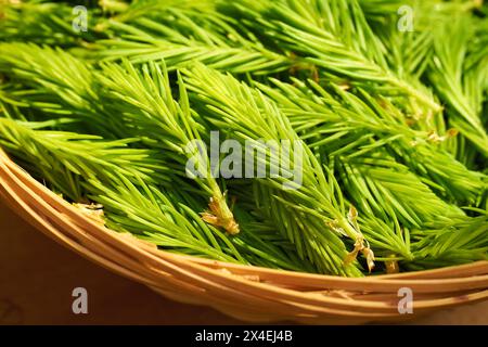 Nahaufnahme junger Fichtenspitzen, die im Frühjahr in einem Korb geerntet wurden - Zutat für Kräutersirup Stockfoto