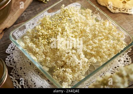 Frische Holunderblüten aus der Frühlingsmazerierung im Wasser - Zubereitung von hausgemachtem Kräutersirup Stockfoto