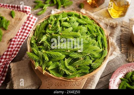 Junge Fichtenspitzen im Frühjahr in einem Korb geerntet - Zutat für hausgemachten Kräutersirup Stockfoto
