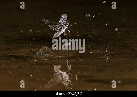 Hawkmoth mit rosa Punktflecken trinkt nachts Wasser im Fliegenflug, Pima County, Arizona. (Nur Für Redaktionelle Zwecke) Stockfoto