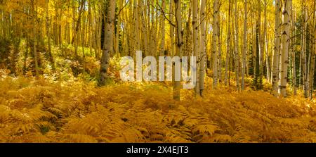 USA, Colorado, Gunnison National Forest. Panoramablick auf den Aspenwald im Herbst. Stockfoto