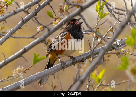 USA, Colorado, Fort Collins. Nahaufnahme eines männlichen gefleckten Towhee Vogels im Baum. Stockfoto