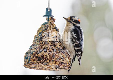 USA, Colorado, Fort Collins. Nahaufnahme des männlichen Flaumspechtes auf dem Feeder. Stockfoto