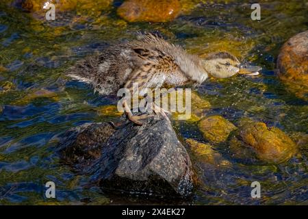 USA, Colorado, Fort Collins. Stockenten-Ente auf Felsen im Fluss. Stockfoto