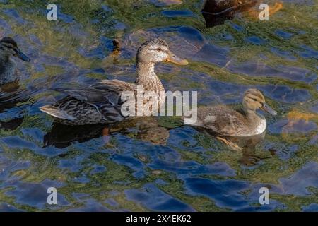 USA, Colorado, Fort Collins. Stockenten und Entlein im Bach. Stockfoto