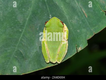 Nahaufnahme eines niedlichen Naturwaldfrosches (Leptopelis natalensis) auf einem grünen Blatt über einem Teich Stockfoto