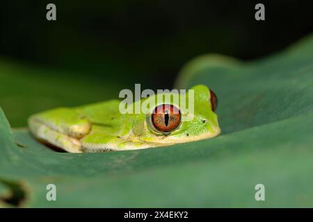 Nahaufnahme eines niedlichen Naturwaldfrosches (Leptopelis natalensis) auf einem grünen Blatt über einem Teich Stockfoto