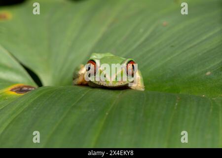 Nahaufnahme eines niedlichen Naturwaldfrosches (Leptopelis natalensis) auf einem grünen Blatt über einem Teich Stockfoto