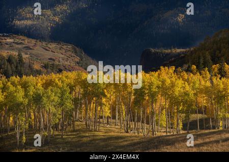 USA, Colorado, Uncompahgre National Forest. Sonnenuntergang auf Talaspens im Herbst. Stockfoto