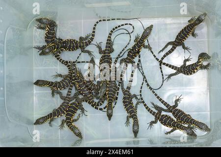 Nil-Monitor-Schlüpflinge, auch bekannt als Wasserwächter (Varanus niloticus), bereiten sich auf die Freisetzung in einem geschützten Gebiet vor Stockfoto