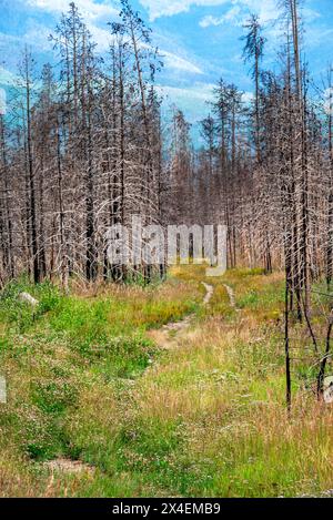 USA, Colorado. Der Weg führt durch den verbrannten Abschnitt des Arapaho National Forest. Stockfoto