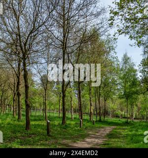 Ein Memorial Wood (Eichen, Birken und rowan Trees) im Bradford Council besaß das St. Ives Estate. Jeder Baum wurde gepflanzt in Erinnerung an einen geliebten Menschen. Stockfoto