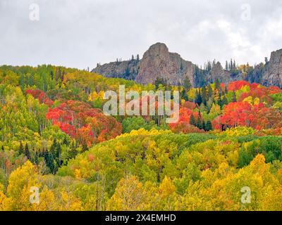 USA, Colorado, Kebler Pass. Leuchtende Herbstfarbe am Kebler Pass Stockfoto