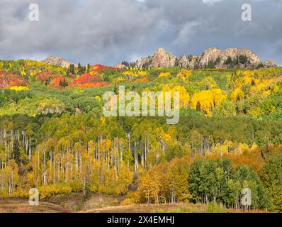 USA, Colorado, Kebler Pass. Leuchtende Herbstfarbe am Kebler Pass Stockfoto