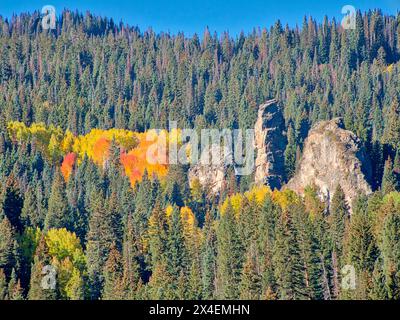 USA, Colorado, Kebler Pass. Helle Farbe der herbstlichen Aspens am Kebler Pass Stockfoto