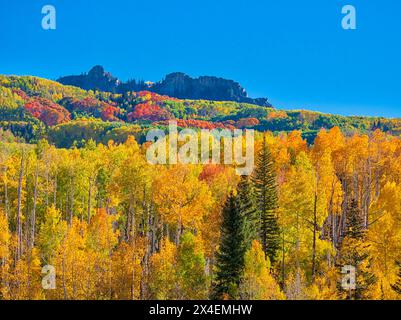 USA, Colorado, Kebler Pass. Helle Farbe der herbstlichen Aspens am Kebler Pass Stockfoto