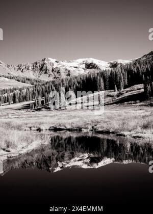 USA, Colorado. Infrarot von Aspenbäumen, die in kleinen Flüssen reflektieren Stockfoto