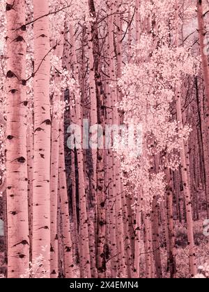 USA, Colorado. Infrarot von Aspens entlang des Kebler-Passes Stockfoto