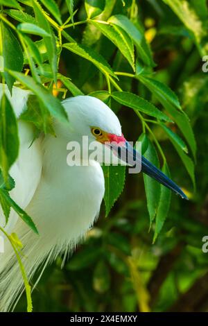 USA, Florida, Orange County. Schneereiher im Zuchtgefieder Stockfoto