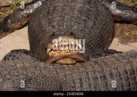 USA, Florida, St. Augustine. Alligator sonnt sich auf Bank. Stockfoto