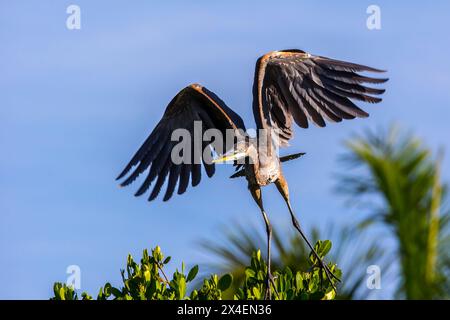 Ein großer blauer Reiher fliegt. Stockfoto