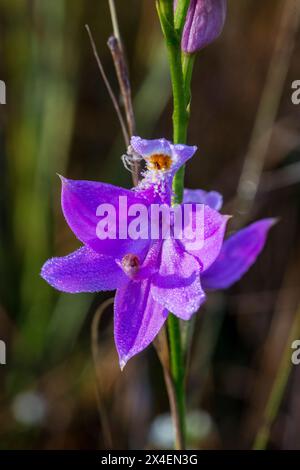 Grasrosa Orchideen, die in Prärien im Süden Floridas angebaut werden. Stockfoto