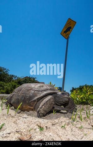 Florida. Eine Gopher-Schildkröte überquert eine Straße. Stockfoto