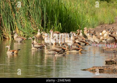 Ein niedliches Rotschnabelgrün (Anas erythrorhyncha) schwimmt zwischen ägyptischen Gänsen (Alopochen aegyptiaca) Stockfoto