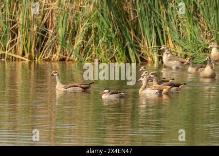 Ein niedliches Rotschnabelgrün (Anas erythrorhyncha) schwimmt zwischen ägyptischen Gänsen (Alopochen aegyptiaca) Stockfoto