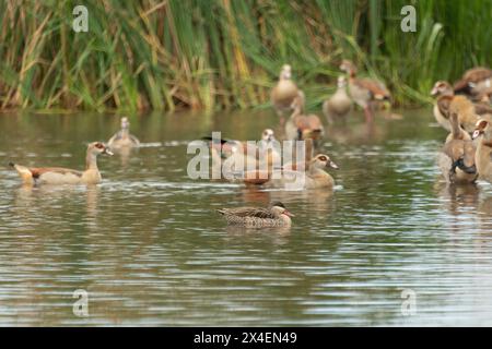 Ein niedliches Rotschnabelgrün (Anas erythrorhyncha) schwimmt zwischen ägyptischen Gänsen (Alopochen aegyptiaca) Stockfoto