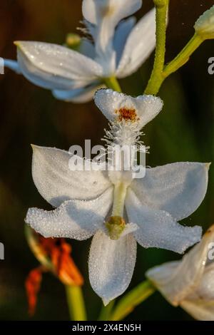 Florida. Eine seltene weiße Form einer grasrosa Orchidee. Stockfoto