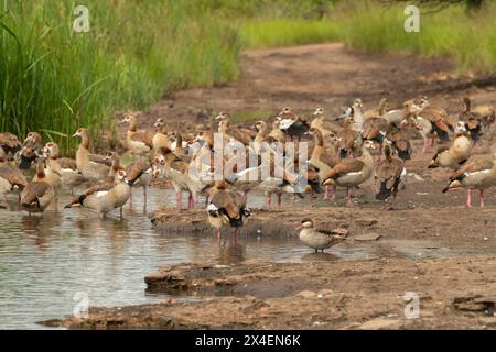 Ein niedliches Rotschnabelgrün (Anas erythrorhyncha) schwimmt zwischen ägyptischen Gänsen (Alopochen aegyptiaca) Stockfoto